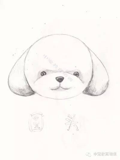 让小伙伴儿们久等啦,2015年泰迪最新造型汇总(二)飞奔而来喽